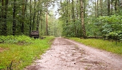 51268.jpg
