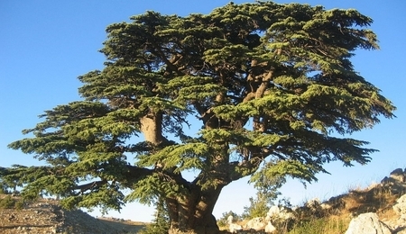 52666.jpg