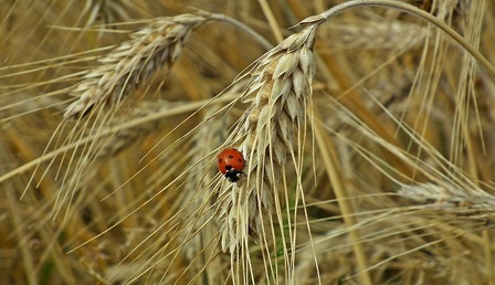 Zboze-w-Chinach.jpg