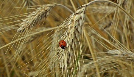 Zboze-w-Chinach.jpg