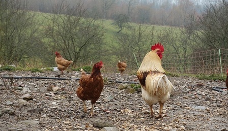 cock-1365562_1280.jpg