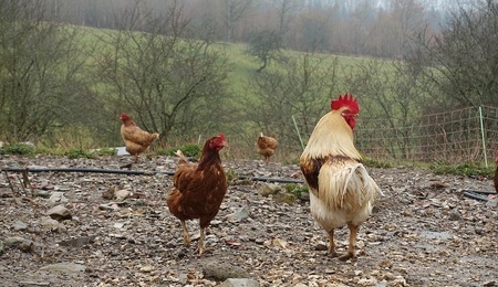 cock-1365562_1280.jpg