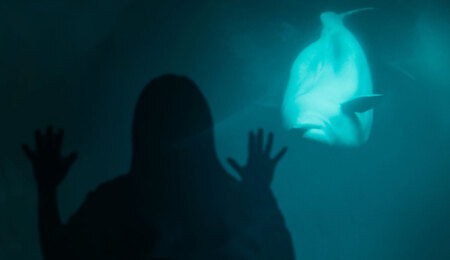 blue-whale.jpg