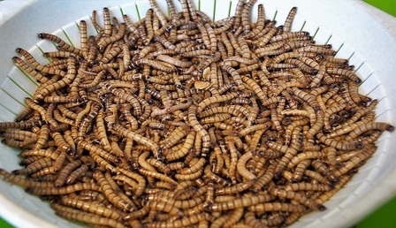 Robak-na-talerzu.jpg