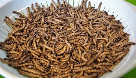 Robak-na-talerzu.jpg