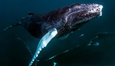 Humpback_Whales_-_South_Bank_1.jpg