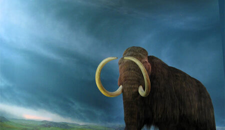 Mamut_lanudo-e1631624080569.jpg