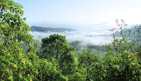 Amazonia.jpg