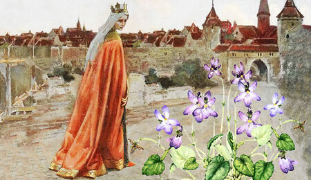 fiolki-Jadwigi.jpg