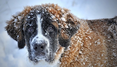 dog-1168663_960_720.jpg