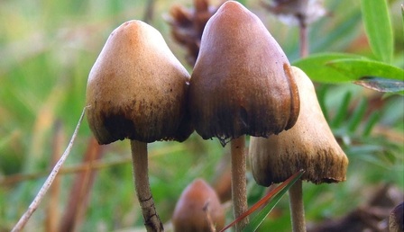 fungi.jpg