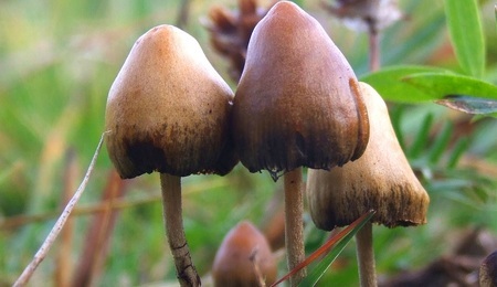 fungi.jpg