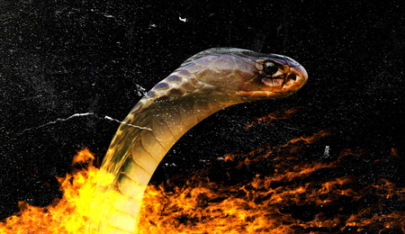 snake2.jpg