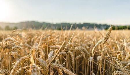 wheat-g4ab78f160_1920.jpg