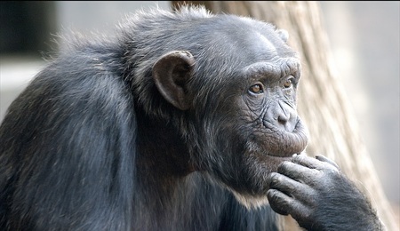 monkey.jpg