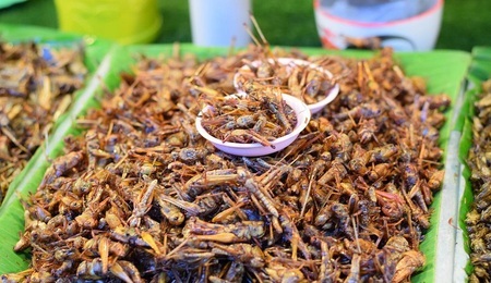 owady-SadiaK123-pixa.jpg