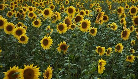 sunflowers-gd80539ec2_1920-2.jpg