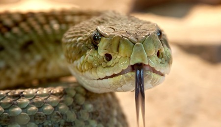 rattlesnake-653642_960_720-1.jpg