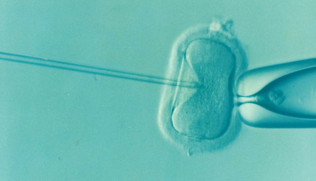 ivf-1514174_1280-e1701763409305.png