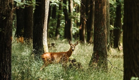 deer-5406930_960_720.jpg