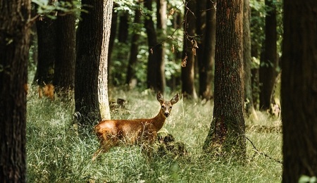 deer-5406930_960_720.jpg