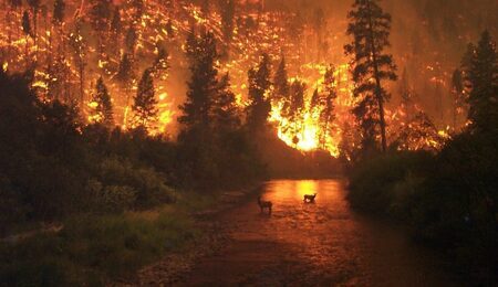 forest-fire-g71598153f_1280-e1680284244699.jpg