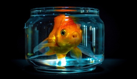 goldfish-7449478_960_720.jpg