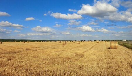 wheat-gbafa87a1c_1920-e1682070063731.jpg