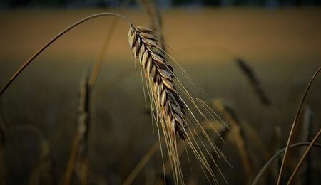 ear-gbf8d8a459_1920-e1681457444395.jpg