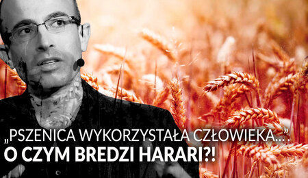 Harari-pszenica.jpg
