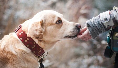 dog-1861839_1280-e1688494003261.jpg