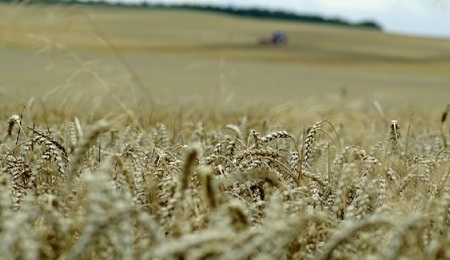 zboze-Arcaion-Pixa.jpg