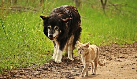 dog-cat-friendship-walk-preview.jpg