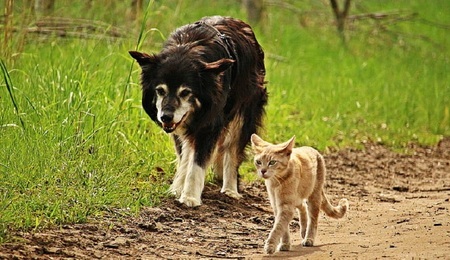 dog-cat-friendship-walk-preview.jpg