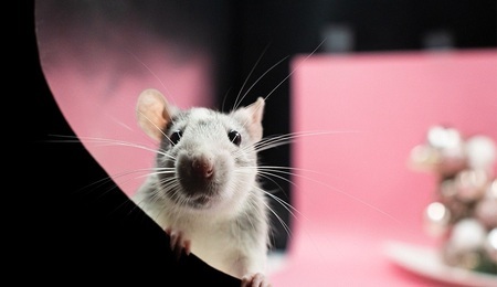 rats.jpg