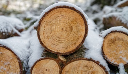 wood-3163292_1280.jpg