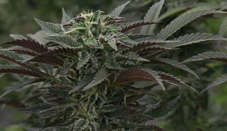 hemp-8070998_1280-e1731742033543.jpg