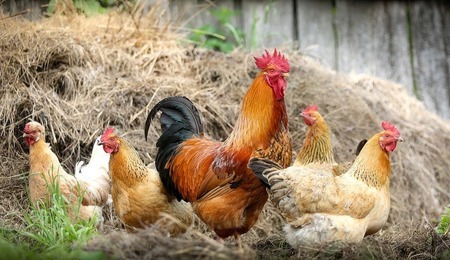 chickens-2522623_1280-2.jpg