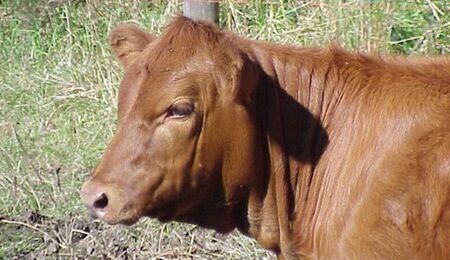 Red_Angus_Heifer-e1713446854745.jpg