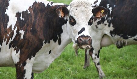 cow-7957275_1280-1-e1713979305218.jpg