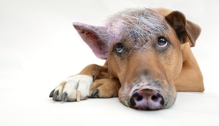 dogpig.jpg