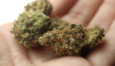weed-2517251_960_720.jpg