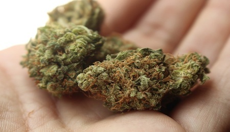 weed-2517251_960_720.jpg