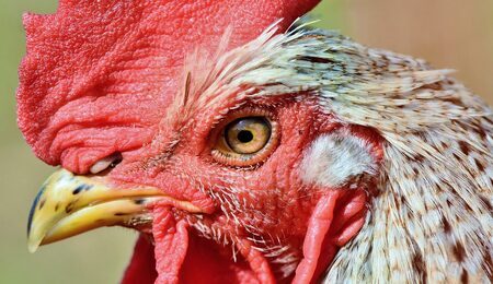 rooster-3607868_1280-e1719377042831.jpg