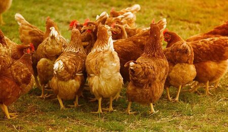 chicken-4145198_1280-e1722755108874.jpg