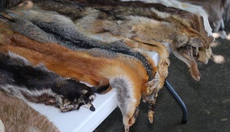 hair-leather-wildlife-fur-coat-fluffy-934750-pxhere.com_-scaled-e1759910640158.jpg