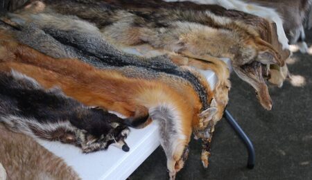 hair-leather-wildlife-fur-coat-fluffy-934750-pxhere.com_-scaled-e1759910640158.jpg