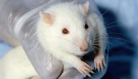 Wistar_rat.jpg