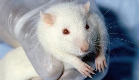 Wistar_rat.jpg