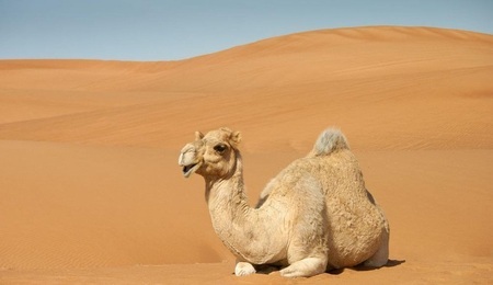 CAMEL.jpg